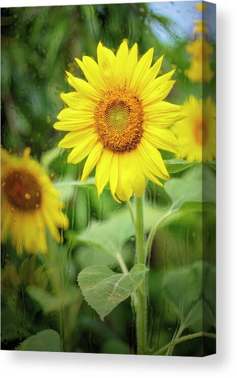 Sunflowers Canvas Print featuring the photograph Flowers in the Rain 4 by Deborah Penland