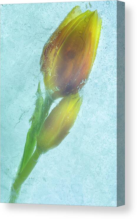 Flowers On Ice-4 Canvas Print featuring the photograph Flowers On Ice-4 by Moises Levy