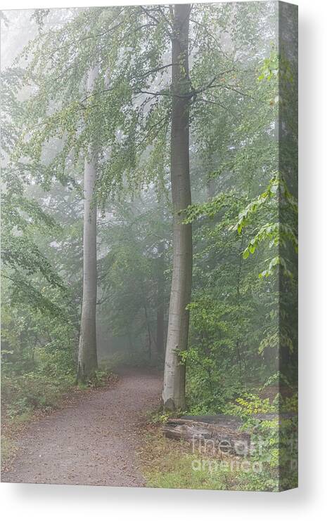 Bright Canvas Print featuring the photograph Foggy Morning Woodlands Path by Antony McAulay