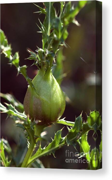 Animal Canvas Print featuring the photograph Forest Bug On A Plant by Dr. John Brackenbury/science Photo Library