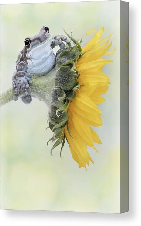 Frog Canvas Print featuring the photograph Frog Sunshine by Linda D Lester