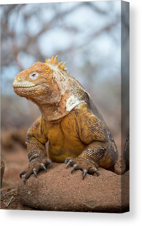 Animals Canvas Print featuring the photograph Galapagos Land Iguana by Tui De Roy