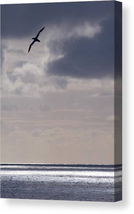 Scenics Canvas Print featuring the photograph Gannet Flying Over Sea by Richard Packwood