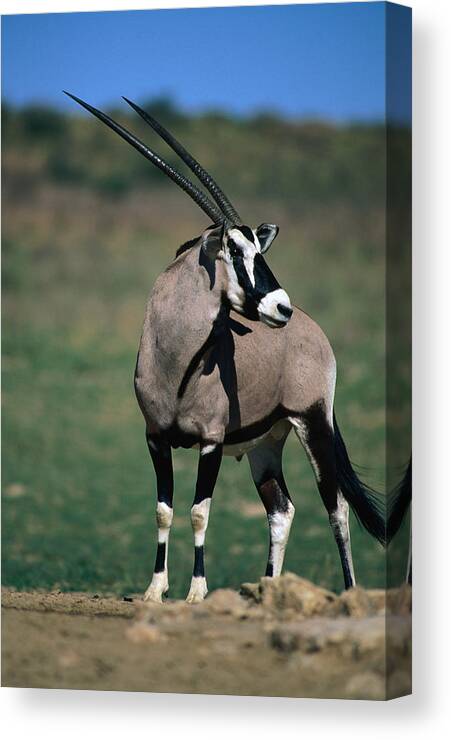 Horned Canvas Print featuring the photograph Gemsbok Or South African Oryx by Lonely Planet