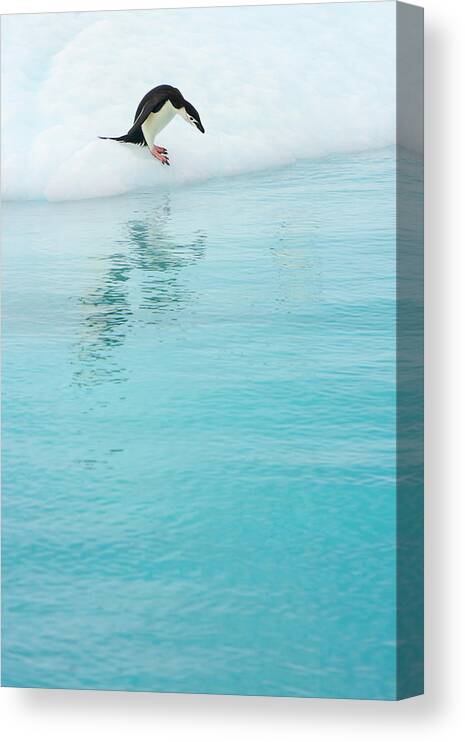 Water's Edge Canvas Print featuring the photograph Gentoo Penguin, Iceberg, Antarctic by Eastcott Momatiuk