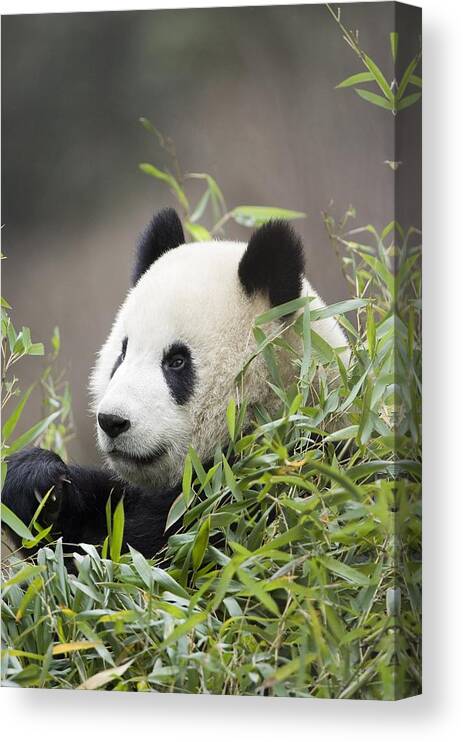 Panda Canvas Print featuring the photograph Giant Panda, Ailuropoda Melanoleuca by Mike Powles