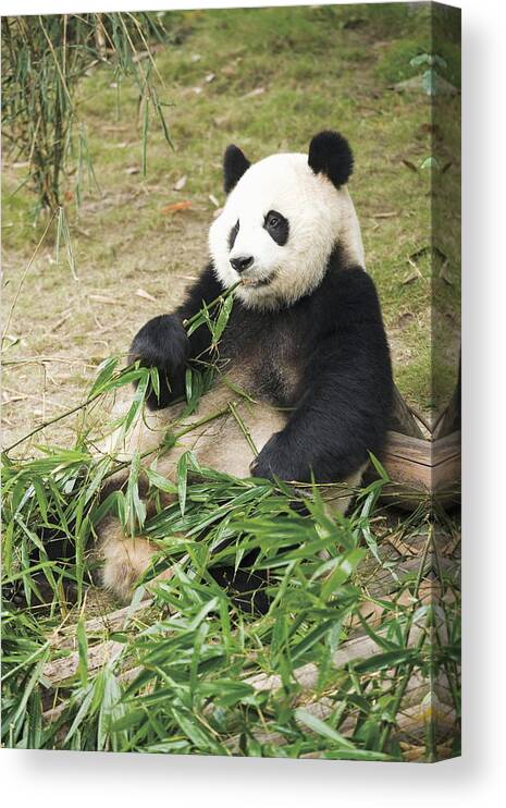 Bamboo Canvas Print featuring the photograph Giant Panda Eating Bamboo Leaves, China by Gyro Photography/amanaimagesrf