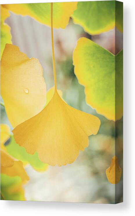 Ginkgo Canvas Print featuring the photograph Ginkgo Symbol by Philippe Sainte-Laudy