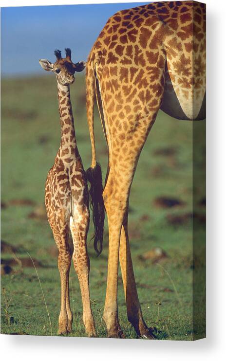 00586195 Canvas Print featuring the photograph Giraffe Calf And Mother, Africa by Tim Fitzharris