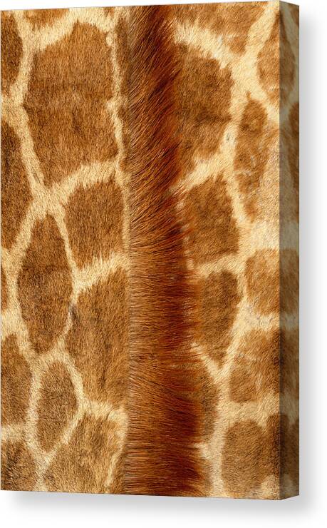 Animal Themes Canvas Print featuring the photograph Giraffe Fur by Siede Preis