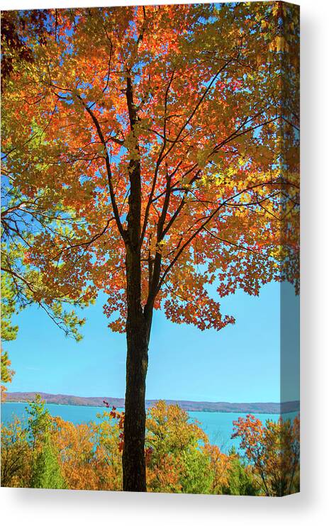 Maple Canvas Print featuring the photograph Glowing Red Maple by Owen Weber