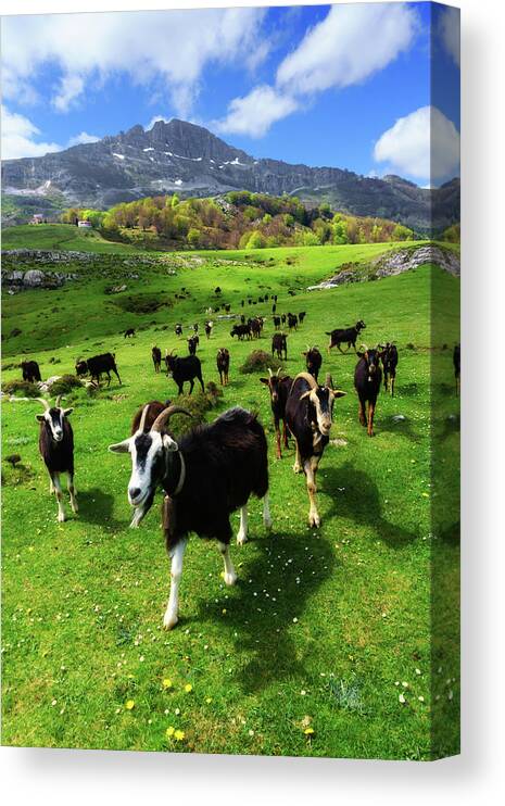 Goat Canvas Print featuring the photograph Goats by Mikel Martinez de Osaba
