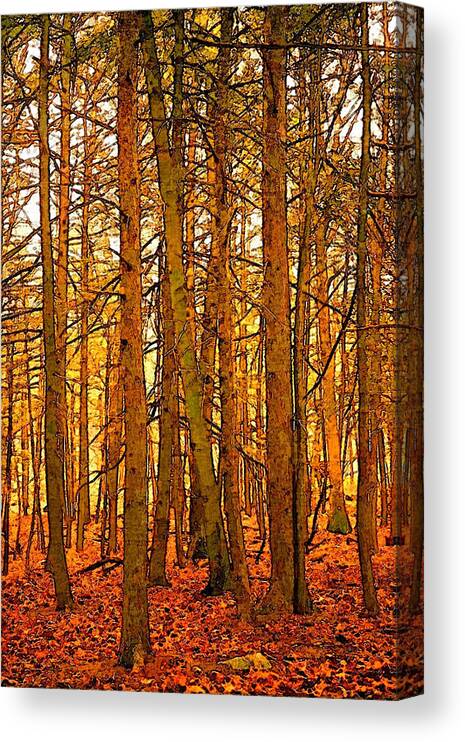 Tree Canvas Print featuring the photograph Gold Forest by Robert Bissett