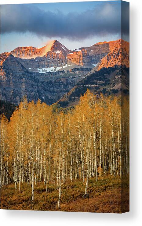 Autumn Canvas Print featuring the photograph Golden Aspens with Timp Vertical by Wasatch Light