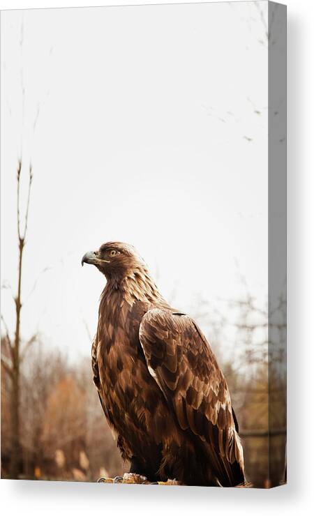 Alertness Canvas Print featuring the photograph Golden Eagle by Ron Levine