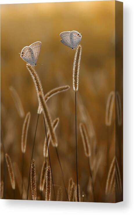 #butterfly Canvas Print featuring the photograph Golden Morning by Rhonny Dayusasono