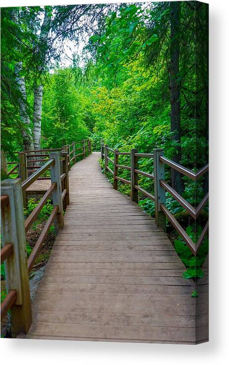 Forest Canvas Print featuring the photograph Gooseberry River Trail by Susan Rydberg