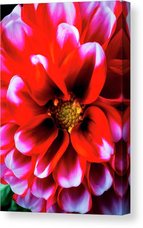 White Canvas Print featuring the photograph Graphic Red White Dahlia by Garry Gay