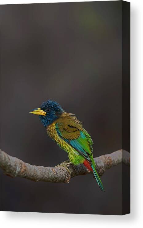 Bird Images For Print Canvas Print featuring the photograph Great barbet by Uma Ganesh