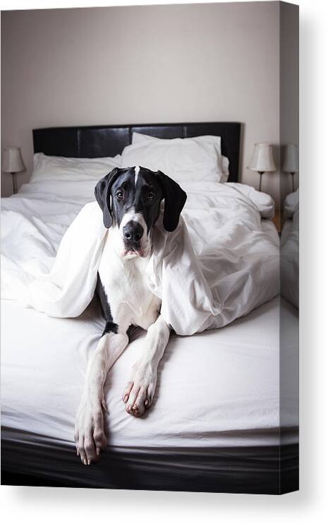 Pets Canvas Print featuring the photograph Great Dane On A Bed by Claire Plumridge