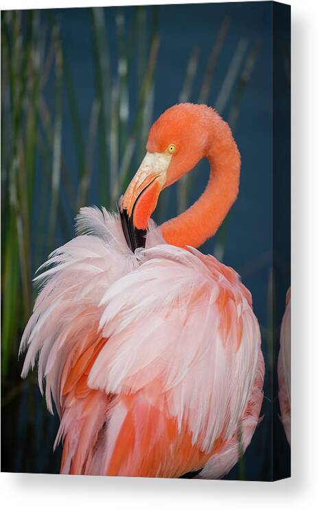 Animals Canvas Print featuring the photograph Greater Flamingo Preening by Tui De Roy
