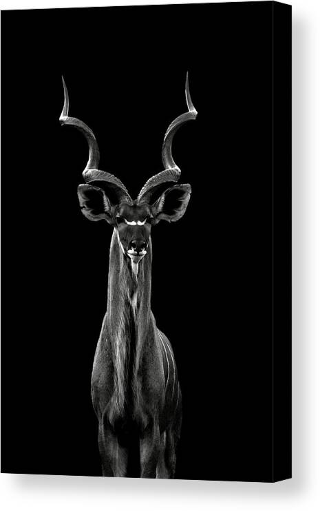 Bw Canvas Print featuring the photograph Greater Kudu by Hannes Bertsch