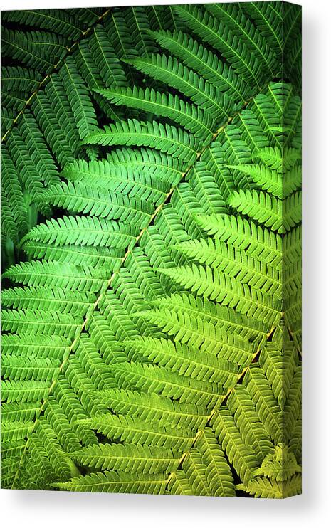 Green Plants Canvas Print featuring the photograph Green Fern Closeup by Carlos Caetano