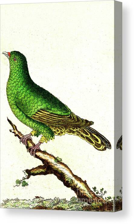 1856 Canvas Print featuring the photograph Green Pigeon by Collection Abecasis/science Photo Library