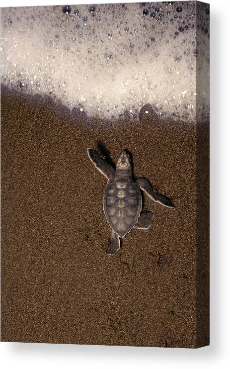 Animal Themes Canvas Print featuring the photograph Green Turtle Chelonia Mydas Hatchling by Kevin Schafer