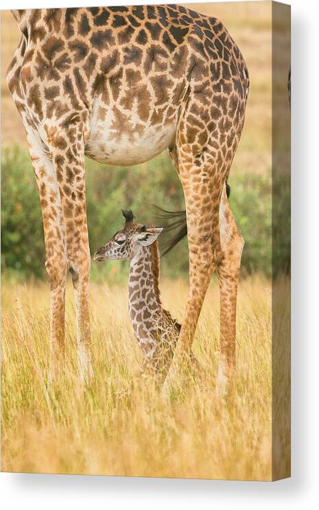 Giraffe Canvas Print featuring the photograph Guardian by Mohammed Alnaser