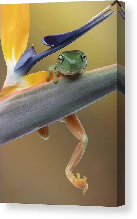 Frog Canvas Print featuring the photograph Hanging On by Louise Wolbers