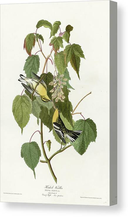 Audubon Birds Canvas Print featuring the Hemlock Warbler by Vintage Apple Collection