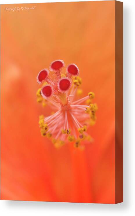 Hibiscus Beauty Canvas Print featuring the digital art Hibiscus beauty 222 by Kevin Chippindall