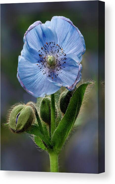 Poppy Canvas Print featuring the photograph Himalayan Blue Poppy Flower And Buds by Susan Candelario