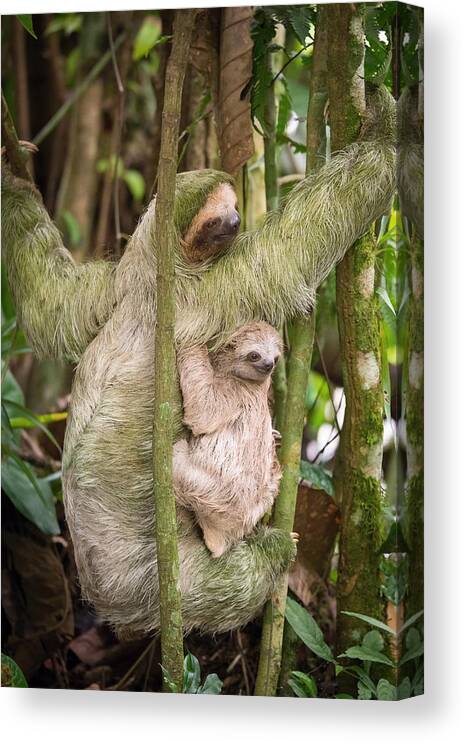 Choloepus Canvas Print featuring the photograph Hoffmann's Two-toed Sloth, Choloepus Hoffmanni by Petr Simon