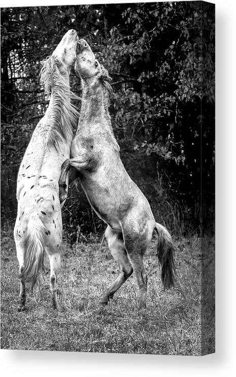 Wild Horses Canvas Print featuring the photograph Horsepower by Holly Ross