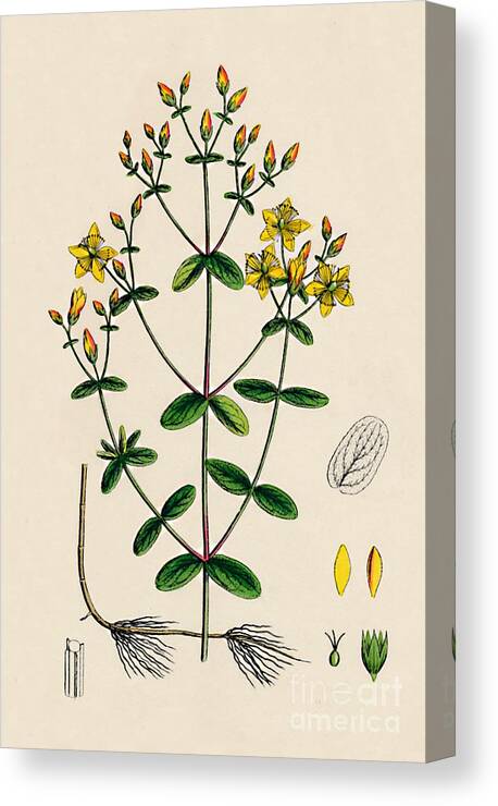 Engraving Canvas Print featuring the drawing Hypericum Boeticum. Waved-leaved St by Print Collector