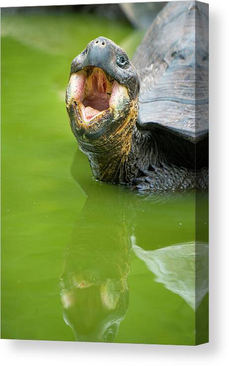 Animals Canvas Print featuring the photograph Indefatigable Island Tortoise by Tui De Roy