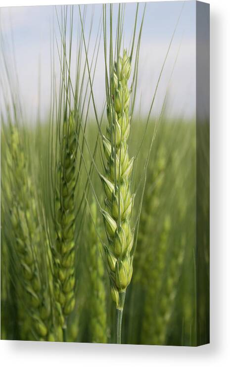 Intimate Bearded Wheat Canvas Print featuring the photograph Intimate Bearded Wheat by Dylan Punke