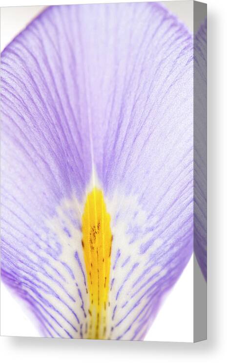 White Background Canvas Print featuring the photograph Iris Petal by Nicholas Rigg