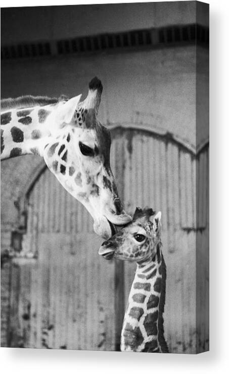 It Isnt Necking Its Mother Love..cleo Canvas Print / Art by New York Daily Archive - Photos.com