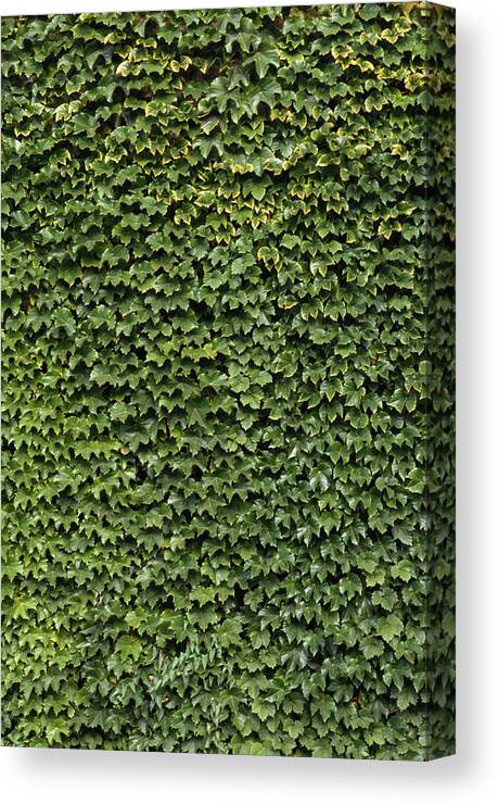 Outdoors Canvas Print featuring the photograph Ivy On A Wall by Siede Preis