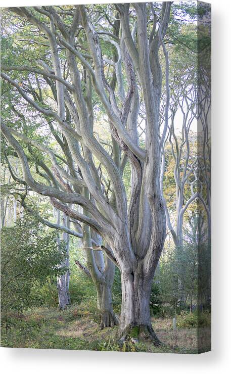 Beech Tree Canvas Print featuring the photograph Jenny's Tree by Anita Nicholson