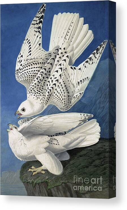 Blue Canvas Print featuring the painting Jer or Iceland Falcon, Falco Islandicus by Audubon by John James Audubon
