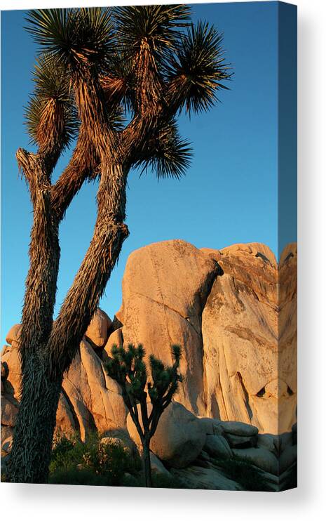 Tree Canvas Print featuring the photograph Joshua Tree Vertical by Robert Goldwitz