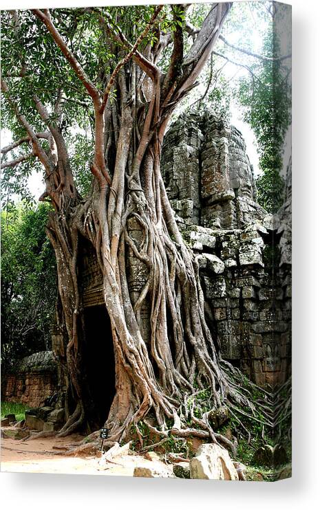 Cambodian Culture Canvas Print featuring the photograph Jungle Trees In Angkor Wat by Fotostudio De Oude School