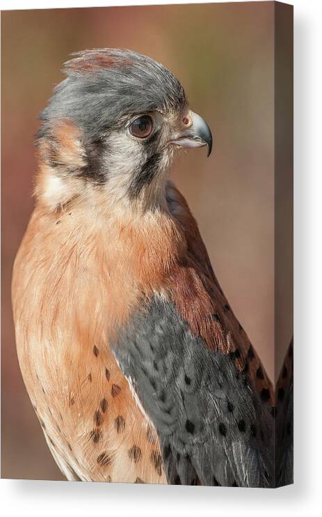 Kestral Canvas Print featuring the photograph Kestral by Minnie Gallman