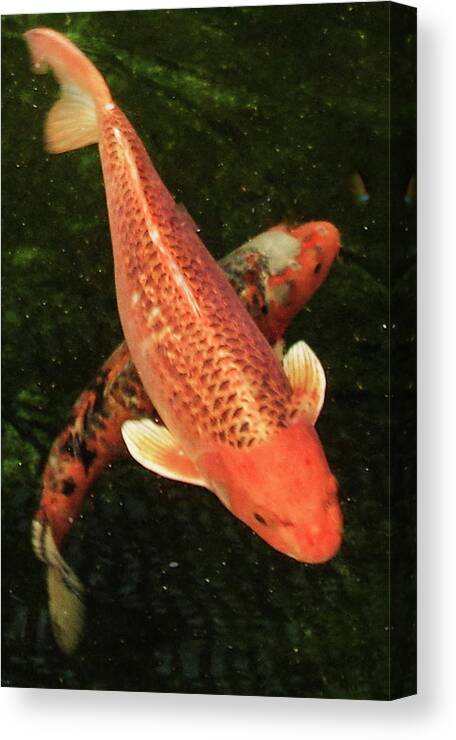 Koi Canvas Print featuring the photograph Koi 2018 A by Phyllis Spoor