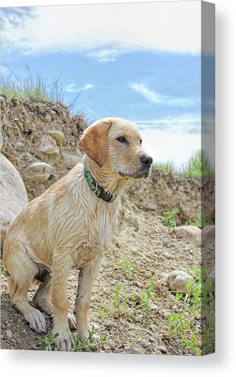 Labrador Retriever Puppy. Yellow Lab Canvas Print featuring the photograph Labrador Retriever After the Swim by Jennie Marie Schell