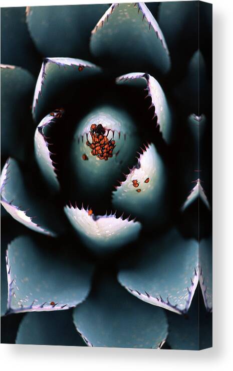 Ladybugs Agave Canvas Print featuring the photograph Ladybugs Agave by Thomas Haney